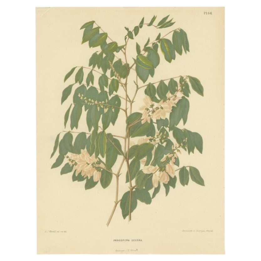 Original Antique Flower Print of the Indigofera Decora, 1879 For Sale