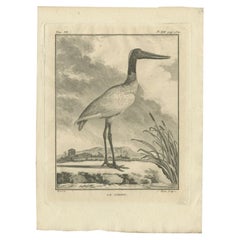 Antique Print of the Jabiru Stork Bird by Buffon, 1795