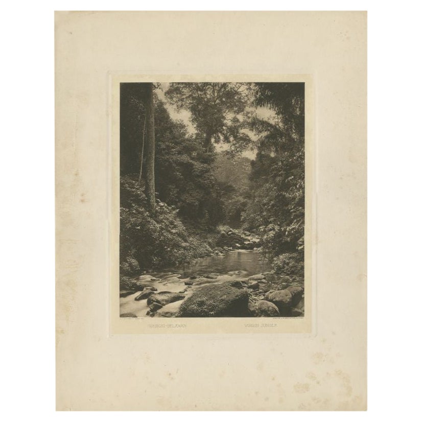 Grabado antiguo de la selva y el río Sungai Belawan por Kleingrothe, c.1910 en venta