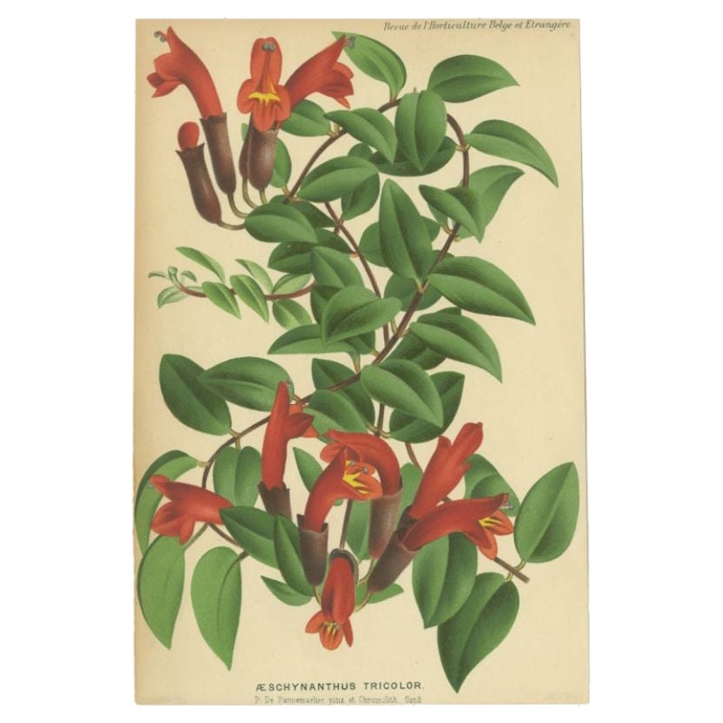 Antique Print of the Lipstick Plant, c.1880