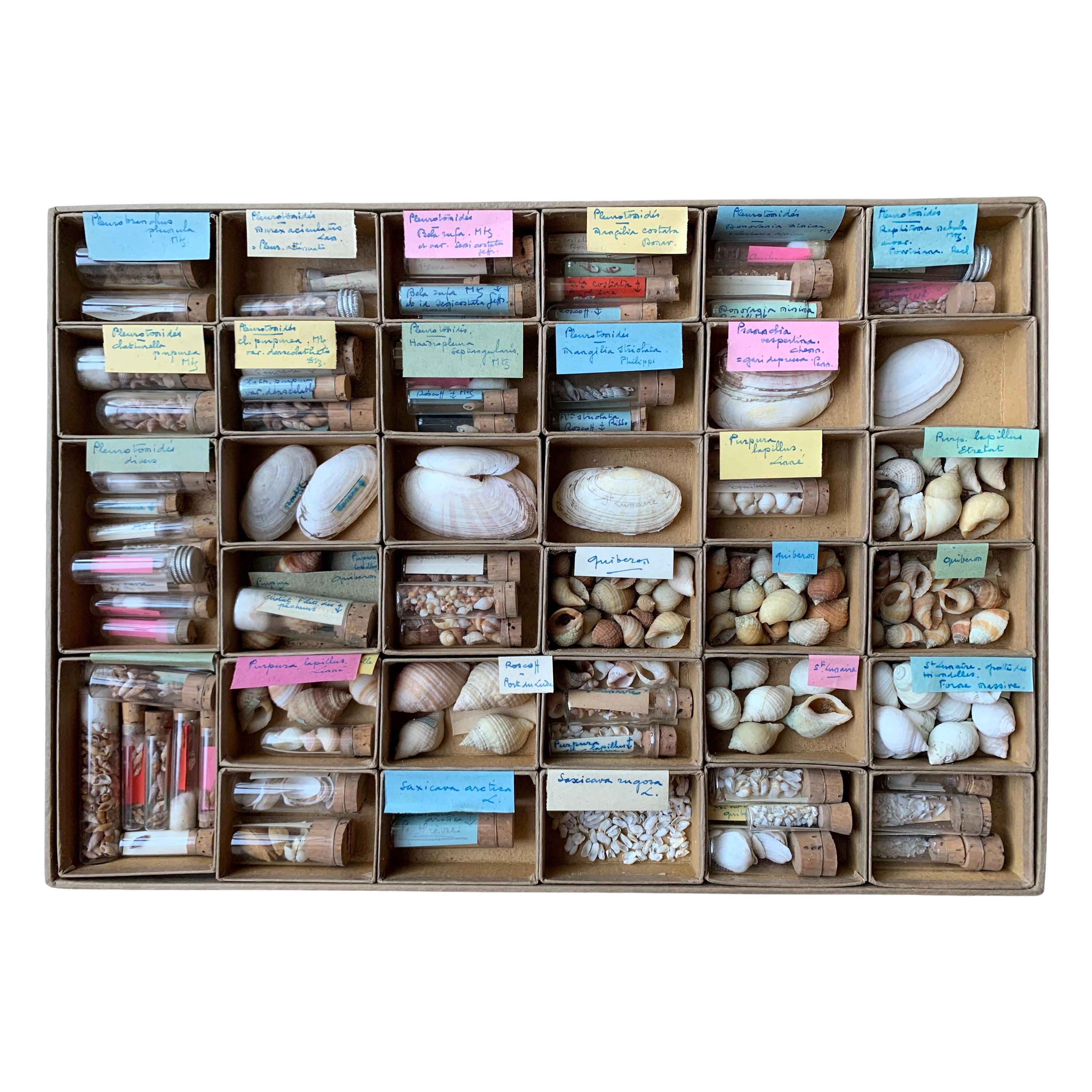 Curiosity Cabinet Naturalism Collection of Shell Circa 1900 For Sale
