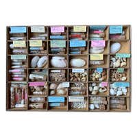 Curiosity Cabinet Collection of Shells, Circa 1900 at 1stDibs ...