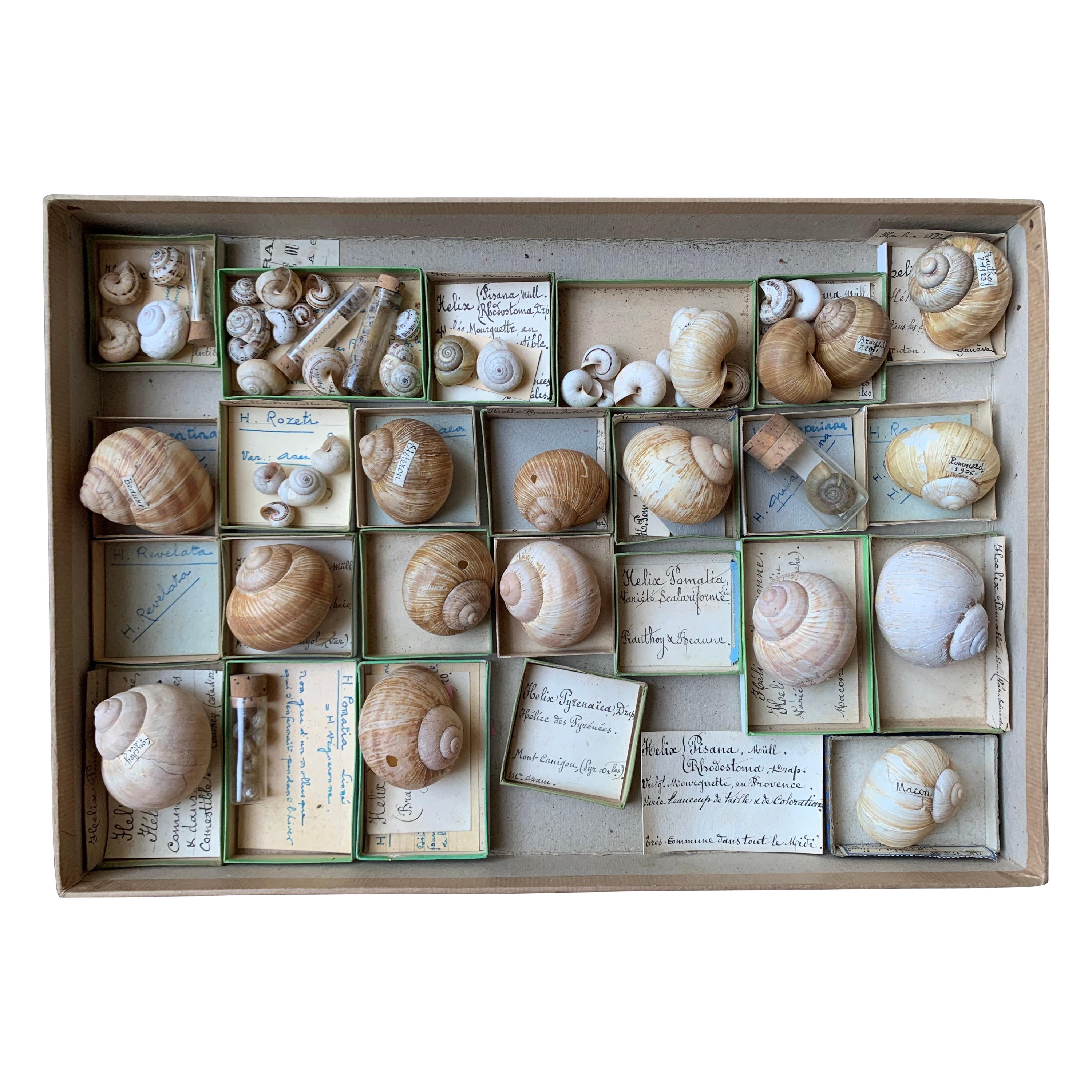 Curiosity Cabinet Naturalism Collection of Shells, Circa 1900