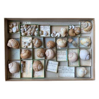 Curiosity Cabinet Collection of Shells, Circa 1900 at 1stDibs ...