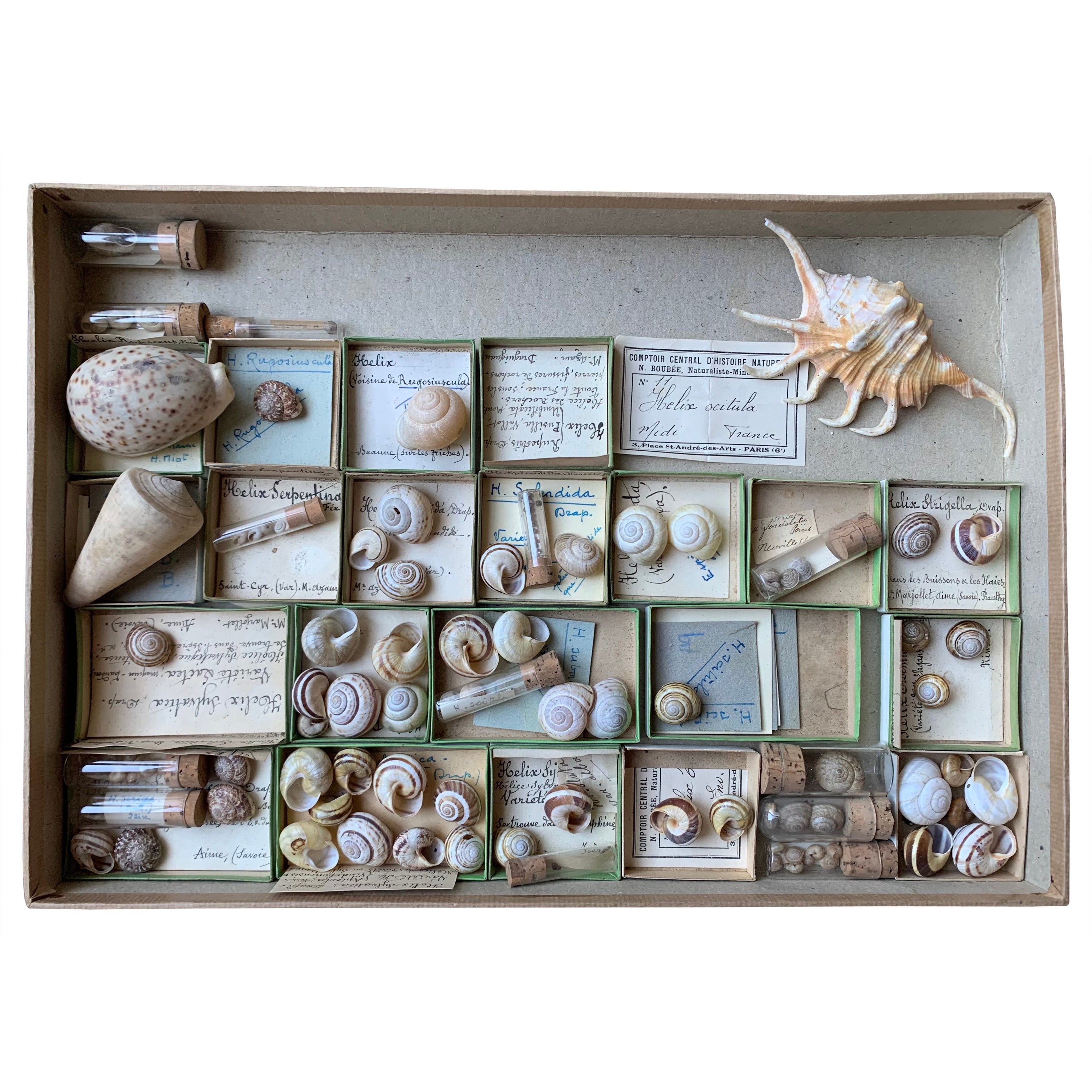 Curiosity Cabinet Collection of Shells, Circa 1900 For Sale at 1stDibs picture