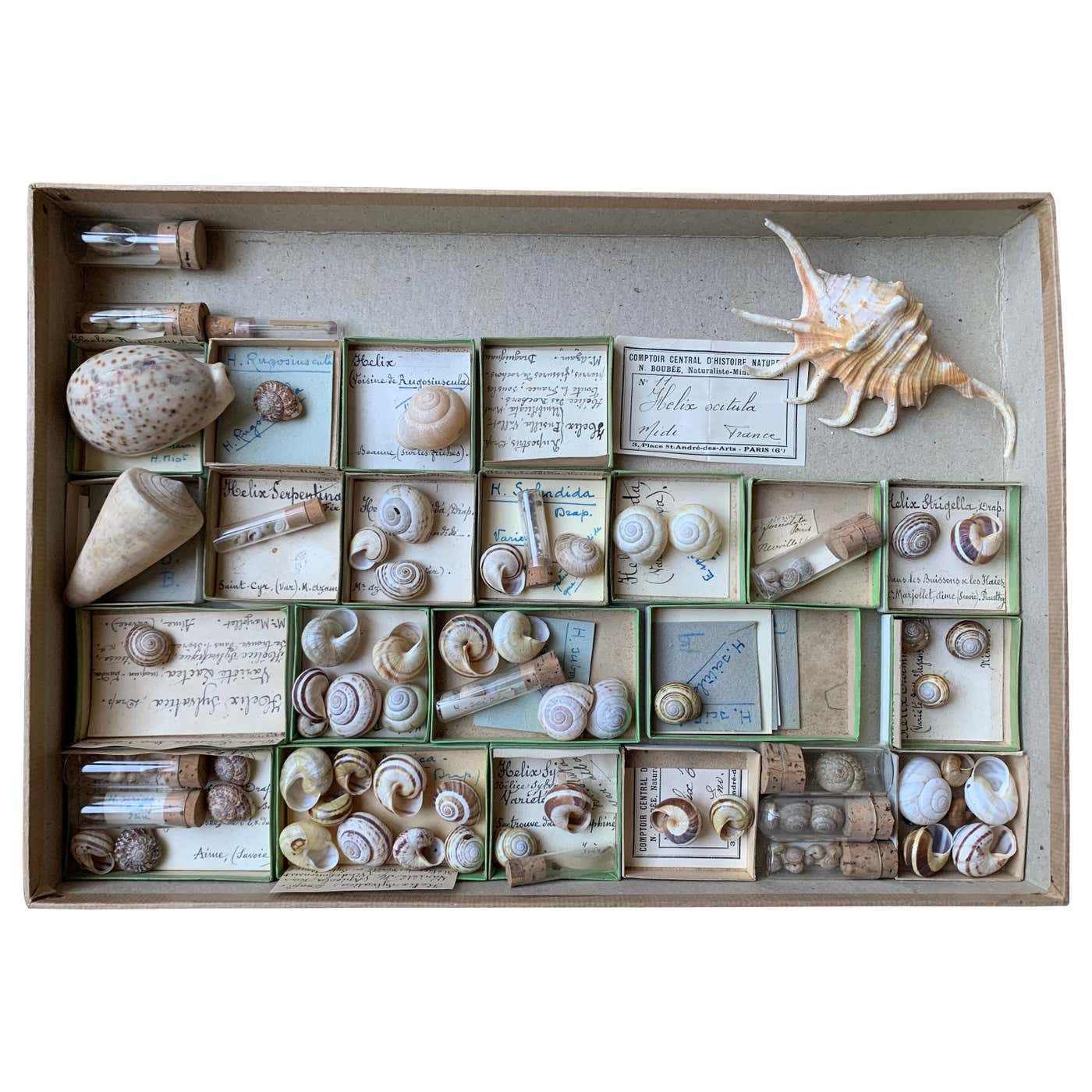 Curiosity Cabinet Collection of Shells, Circa 1900 at 1stDibs ...