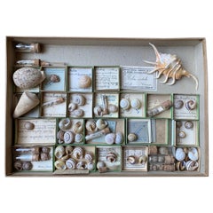 Antique Curiosity Cabinet Collection of Shells, Circa 1900