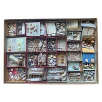 Curiosity Cabinet Collection of Shells, Circa 1900 at 1stDibs ...