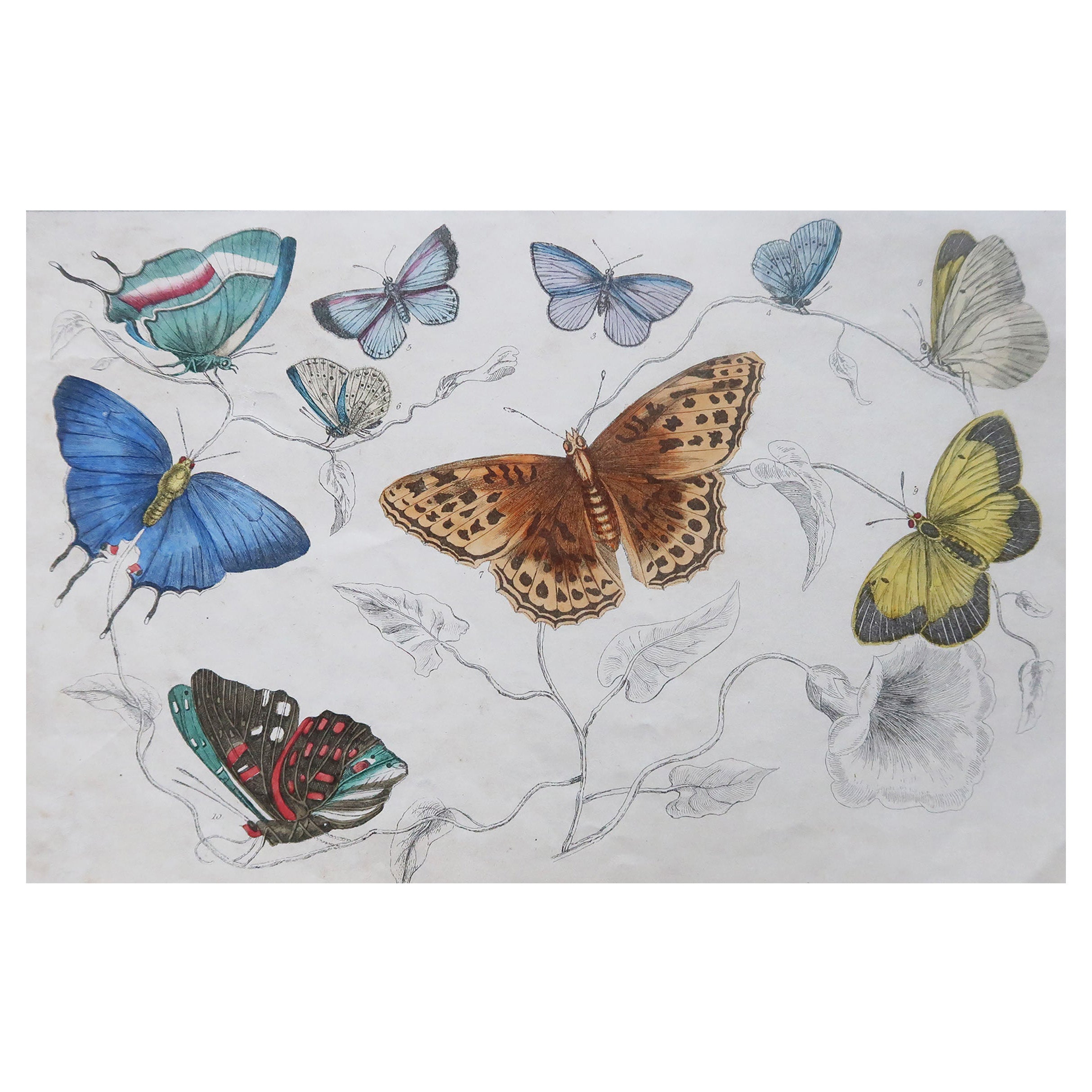 Original Antique Print of Butterflies, circa 1850, Unframed