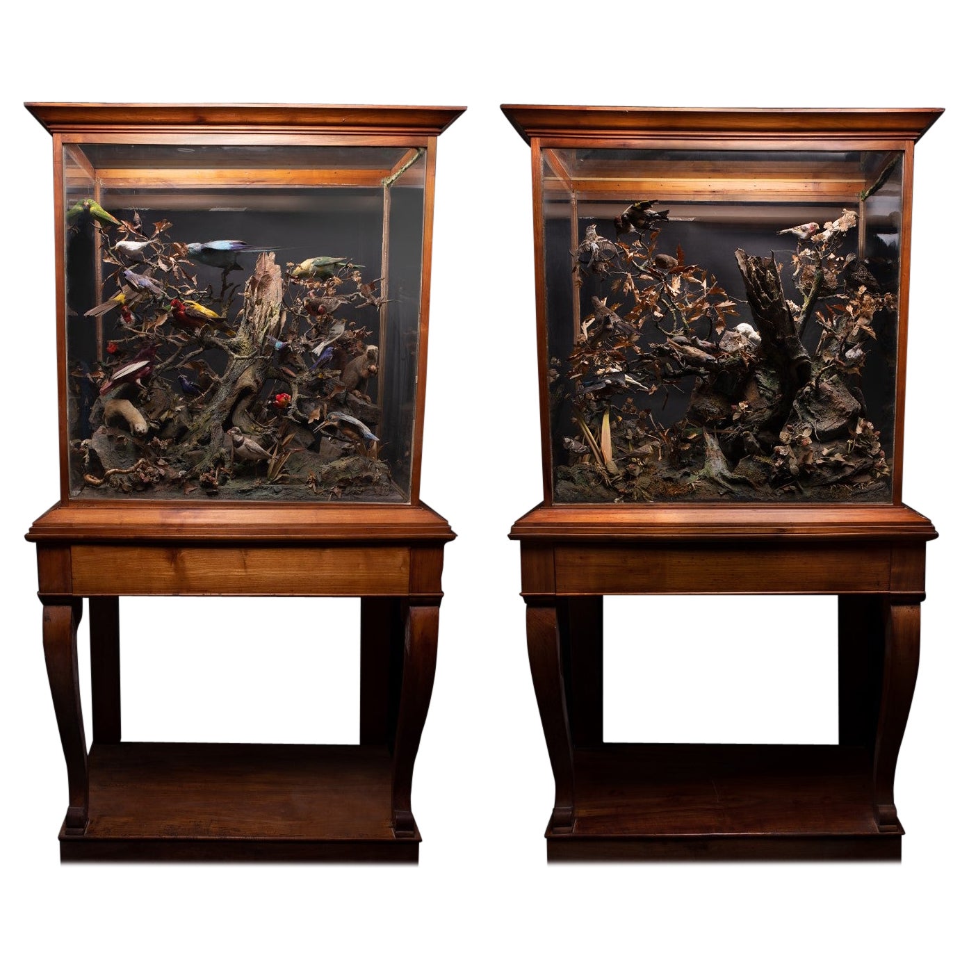Paire d'anciens Dioramas français du 19ème siècle représentant des oiseaux et des animaux de taxidermie en vente