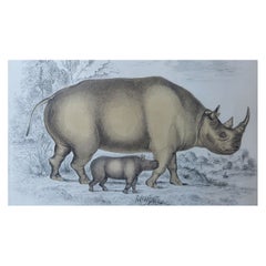 Original Antique Natural History Print, Rhinoceros, circa 1835