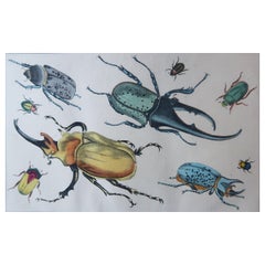 Original Antique Print of Beetles, 1847 'Unframed'