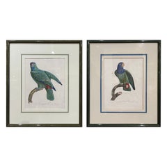 Pair of Early 19th Century French Hand Colored Parrot Engravings by J. Barraband