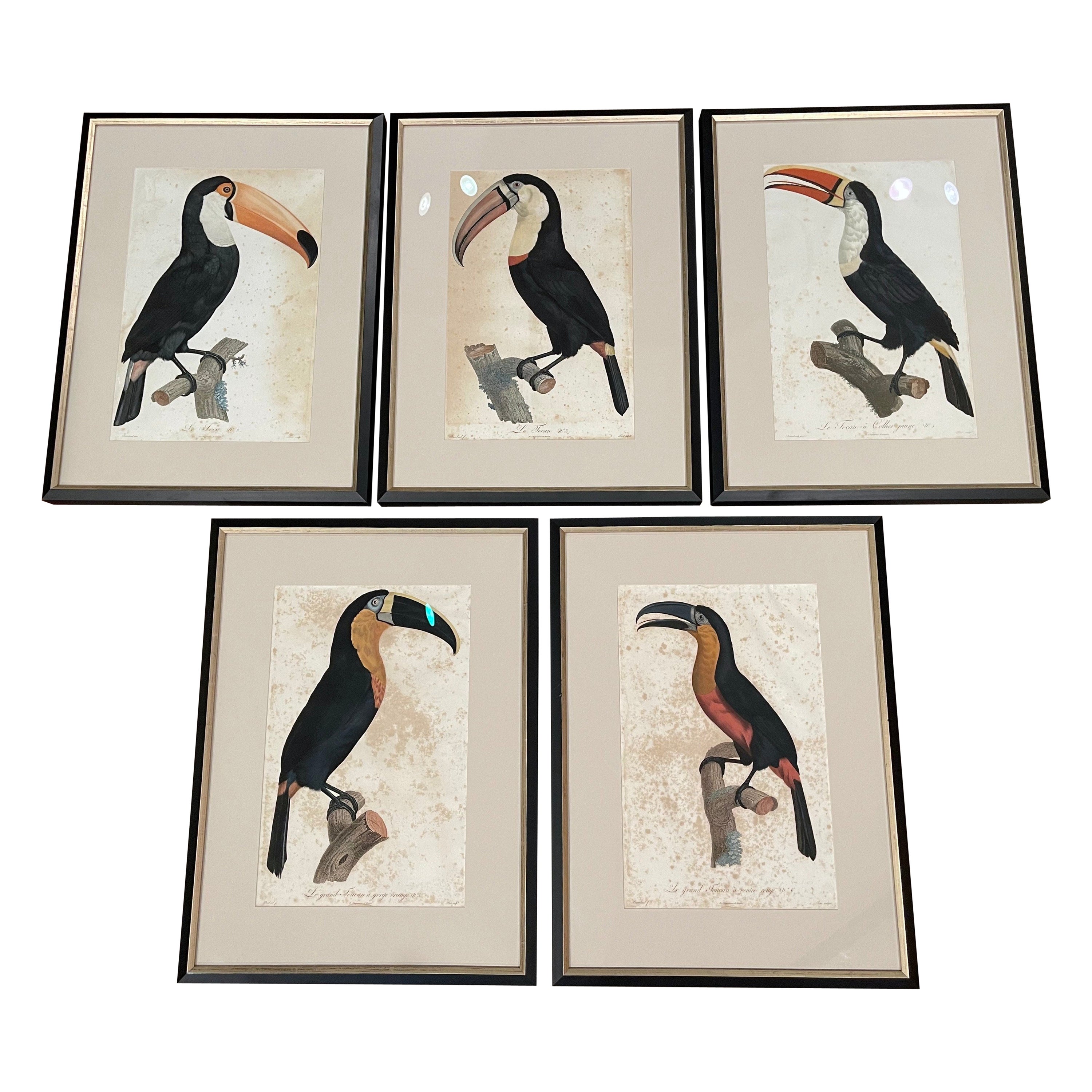 Early 19th Century French Hand Colored Toucan Engravings by Barraband, Set of 5