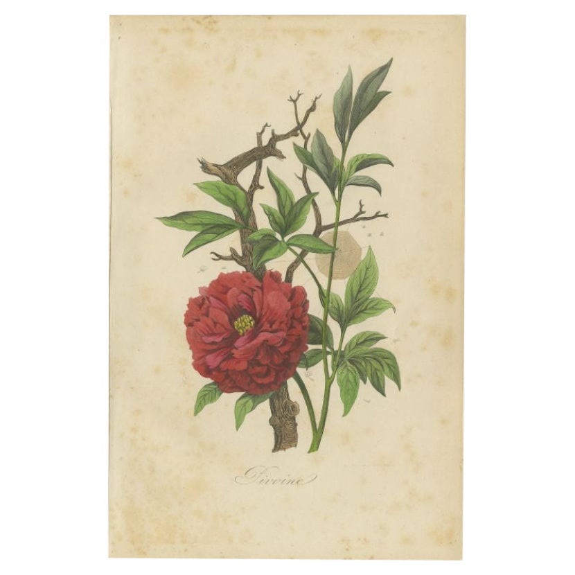 Antique Print of the Peony Flowering Plant by Comte, 1854