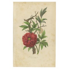 Antiker Druck der Pfingstrosenblumenpflanze mit Blumendruck von Comte, 1854