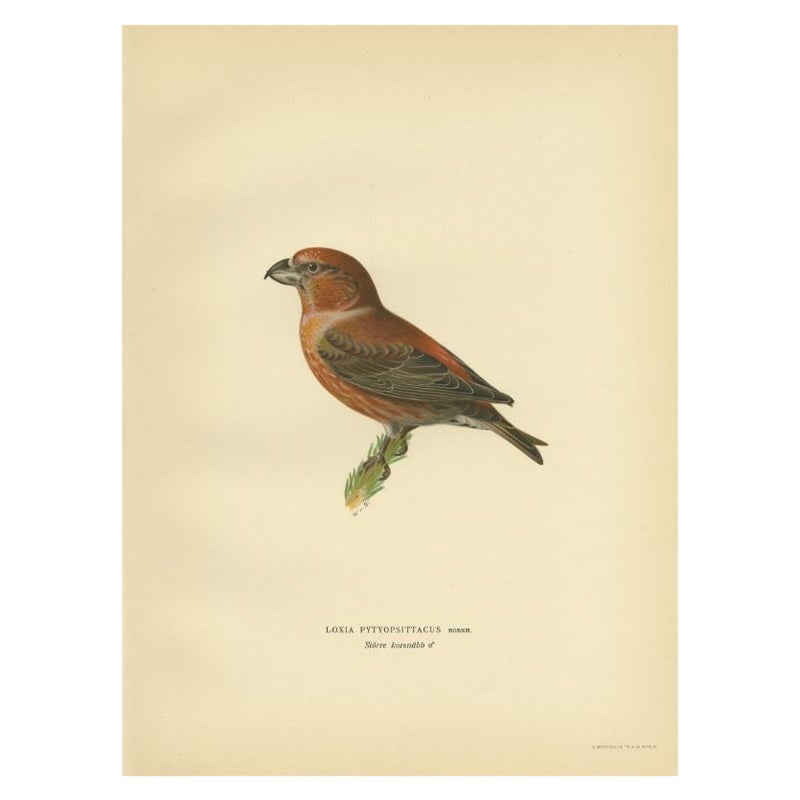 Decorative Antique Bird Print of the Parrot Crossbill, 1927 For Sale