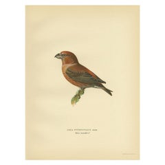 Decorative Antique Bird Print of the Parrot Crossbill, 1927