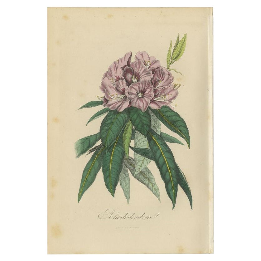 Beautiful Original Antique Print of the Rhododendron, 1854