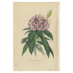 Bellissima stampa originale antica del rododendro, 1854