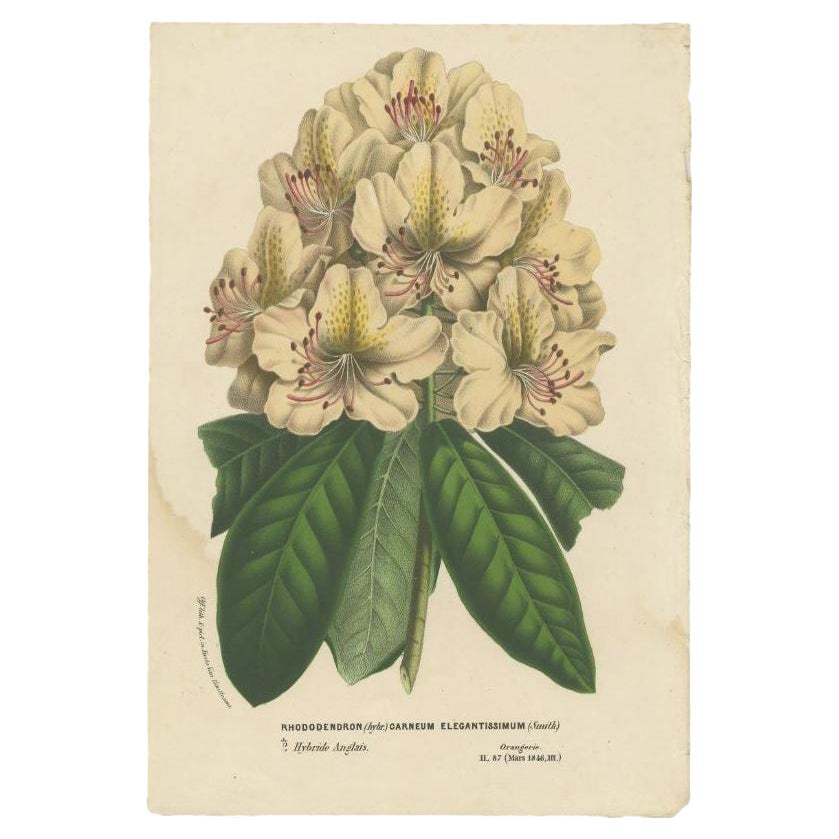 Decorative Original Antique Flower Print of the Rhododendron Carneum, c.1880 For Sale