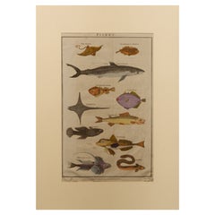 Series of English Antique Etchings with Fishes