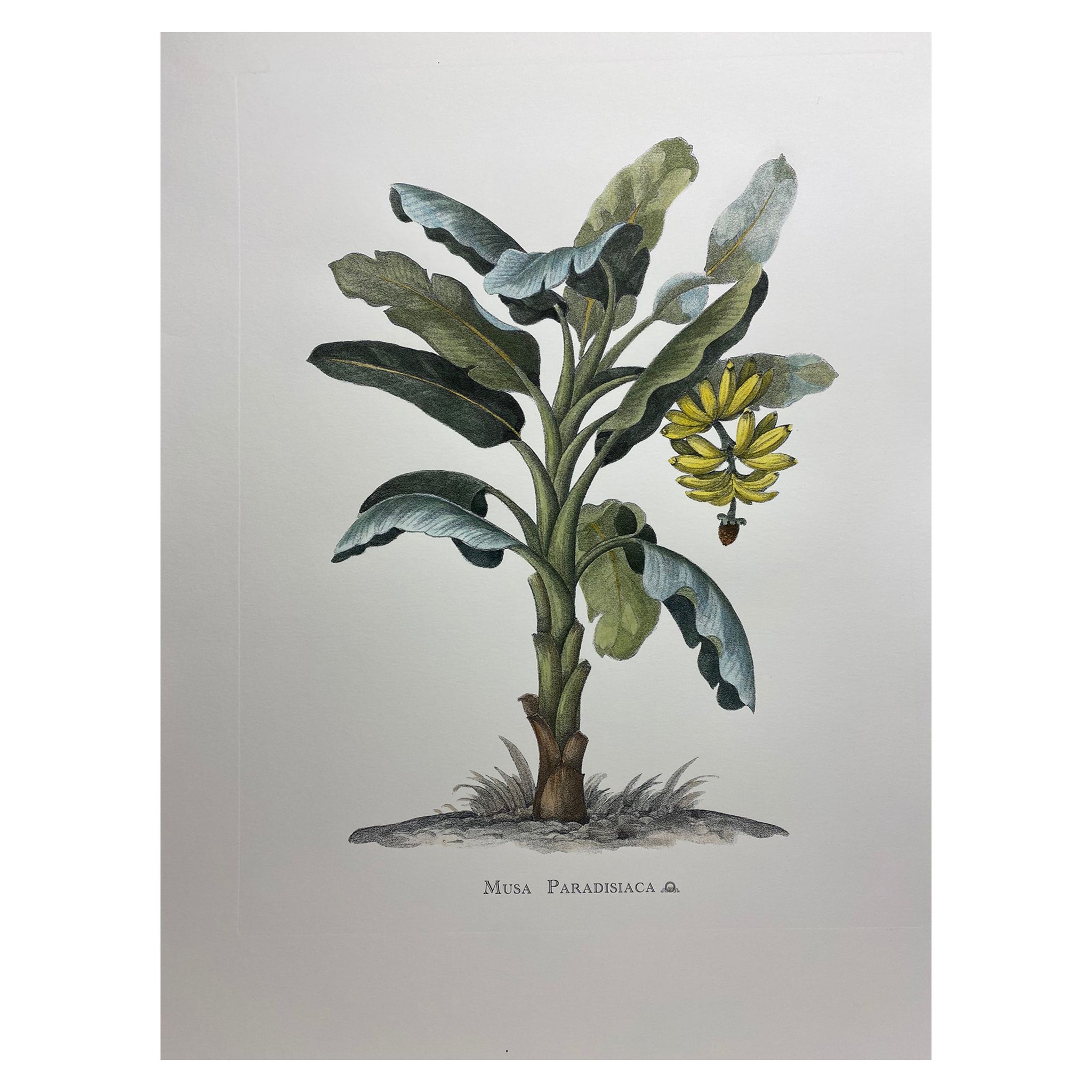 Italienischer zeitgenössischer handbemalter botanischer Druck „Musa Paradisiaca“, 1 von 4