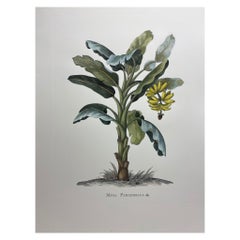 Italian Contemporary Hand Painted Botanical Print "Musa Paradisiaca", 1 of 4