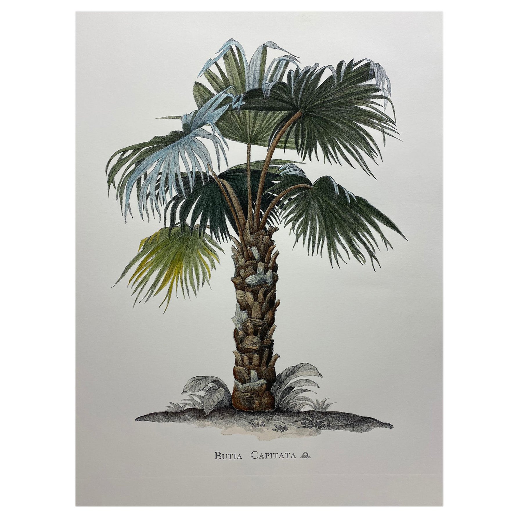 Italian Contemporary Hand Painted Botanical Print "Butia Capitata", 2 of 4 For Sale