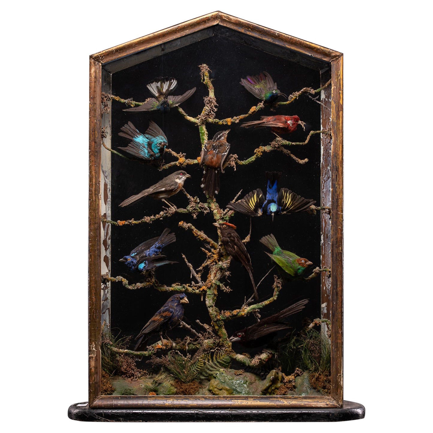 Antique 19th C Polychromed Diorama with 12 Taxidermy Tropical Birds