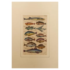 Rare Series of Fishes Etchings in Latin