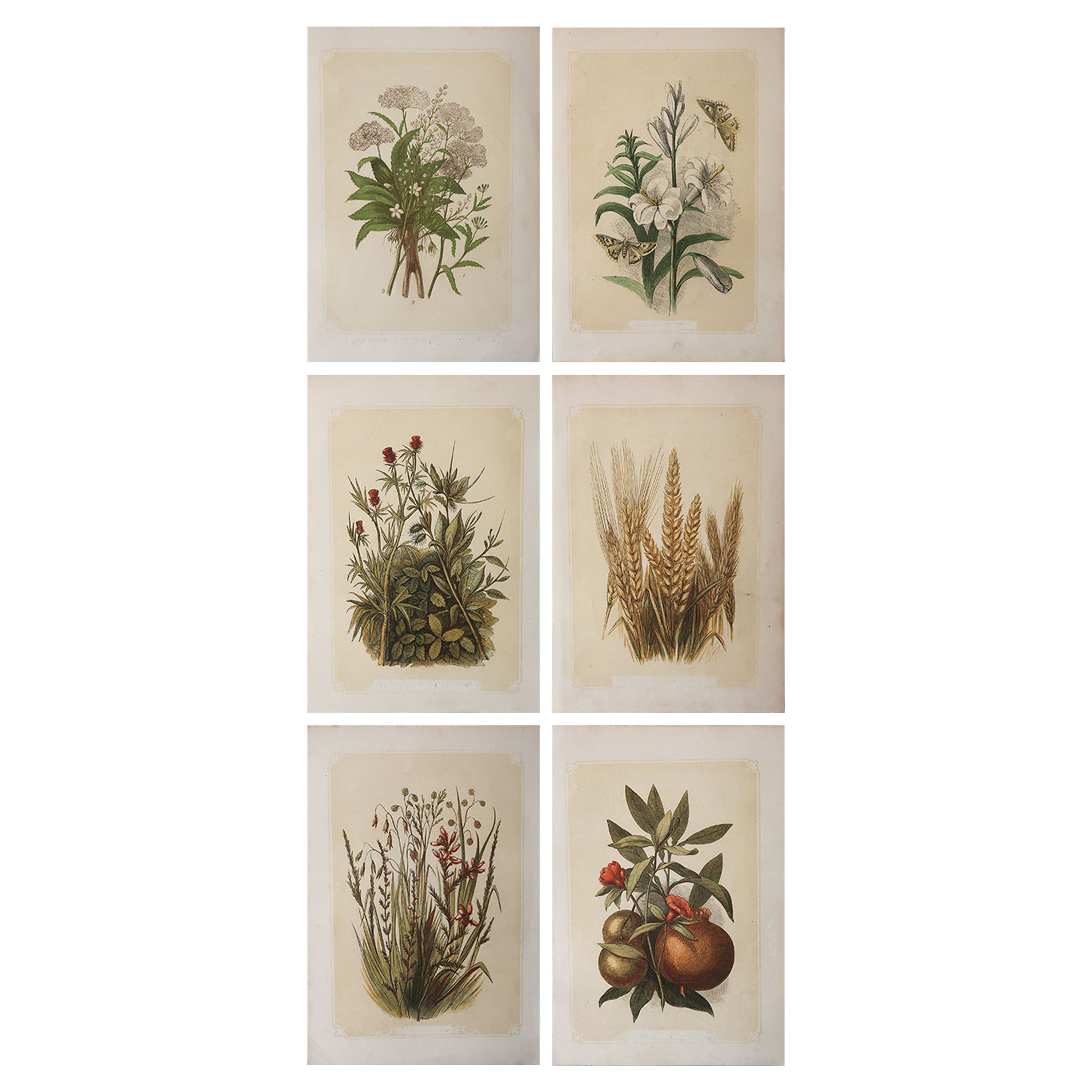 Set of 6 Original Antique Botanical Prints. Tallis circa 1850