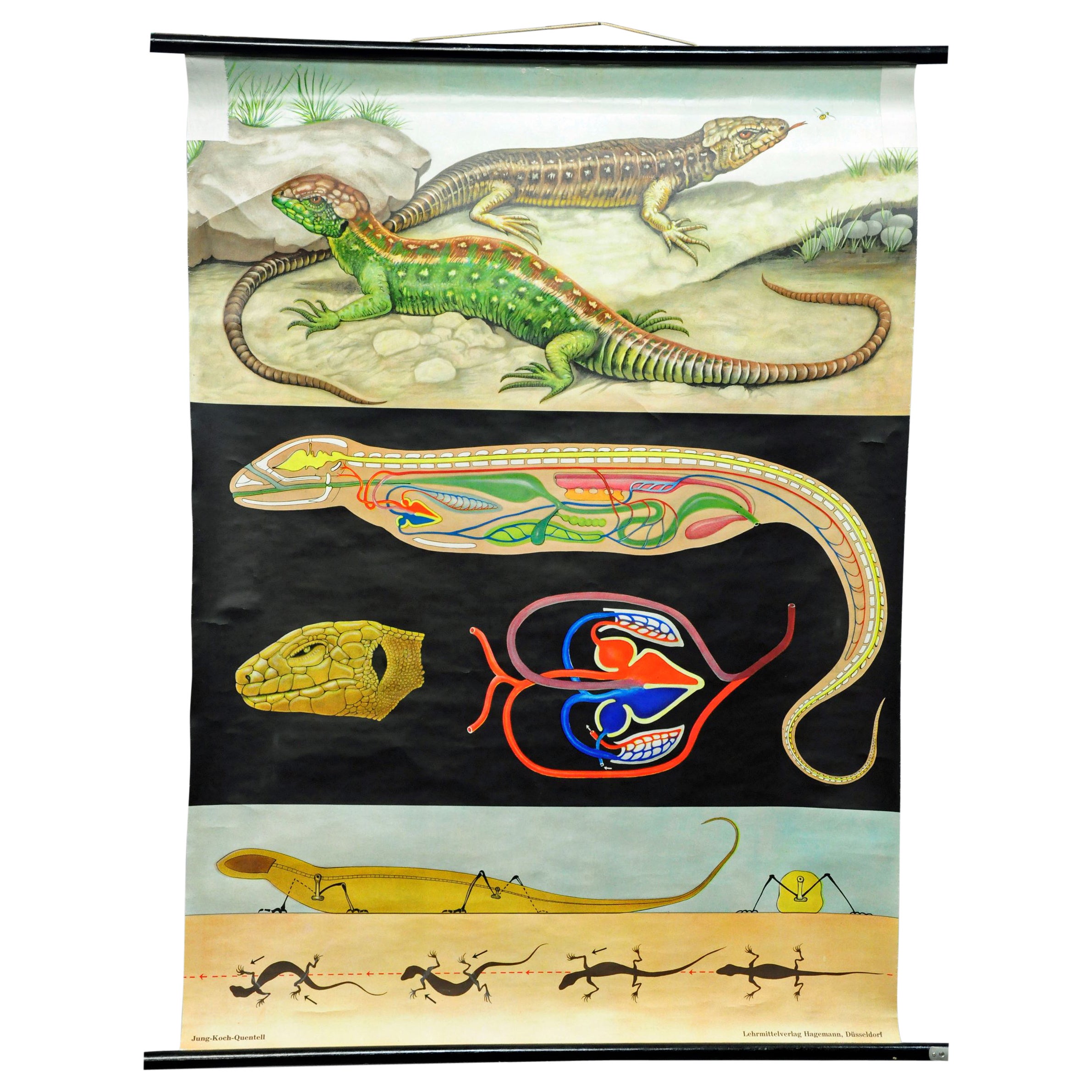 Amphibians Sand Lizard Lacerta Agilis Wallchart Art Print Jung Koch Quentell For Sale