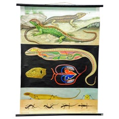 Vintage Amphibians Sand Lizard Lacerta Agilis Wallchart Art Print Jung Koch Quentell