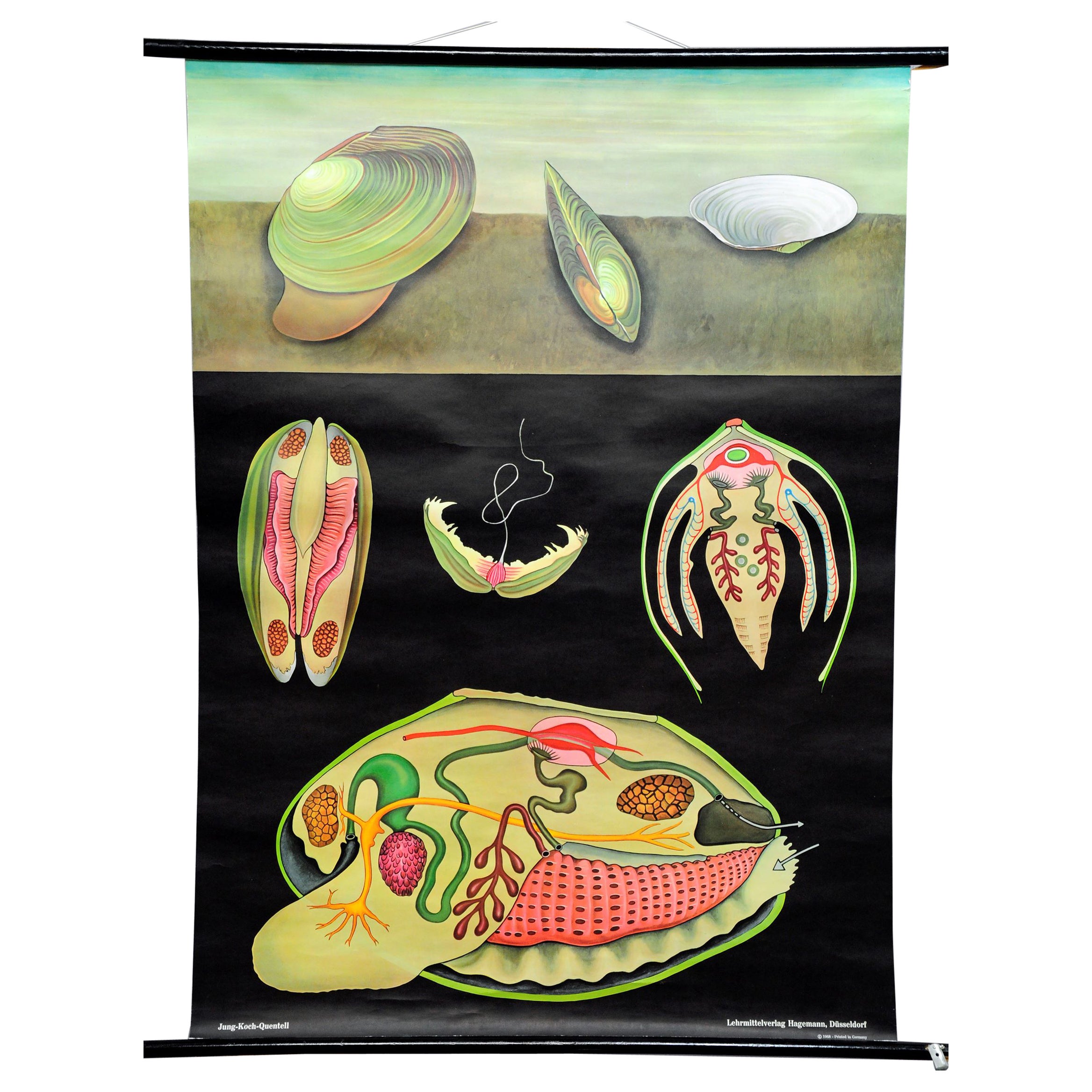 Maritime Decorative Art Print by Jung Koch Quentell River Mussel Wall Chart For Sale