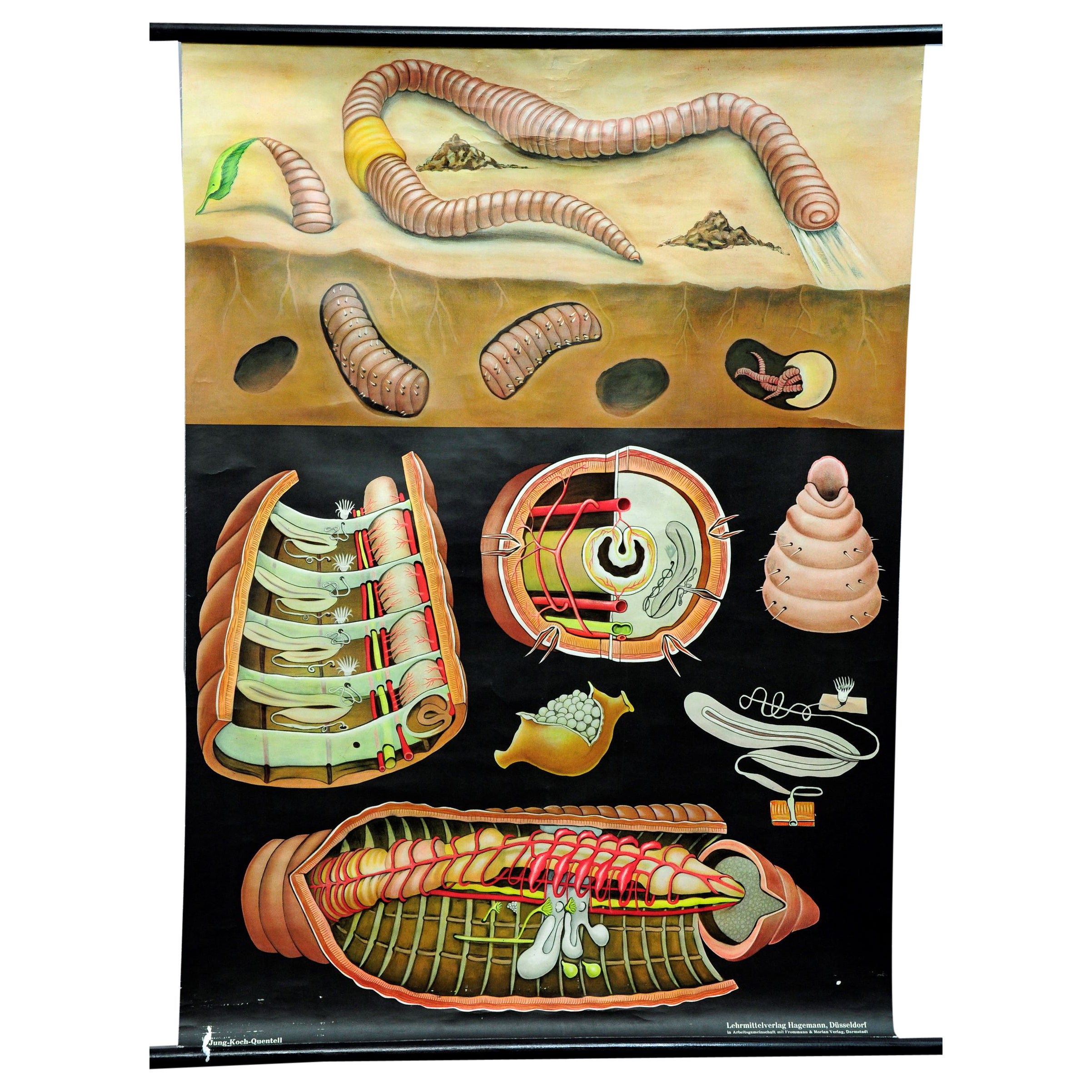Natural Life Art Print by Jung Koch Quentell Earthworm Lumbricidae Wall Chart For Sale