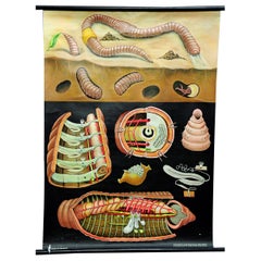 Vintage Natural Life Art Print by Jung Koch Quentell Earthworm Lumbricidae Wall Chart