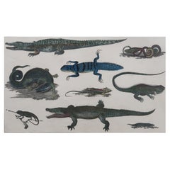 Original Antique Print of Reptiles, 1847 'Unframed'