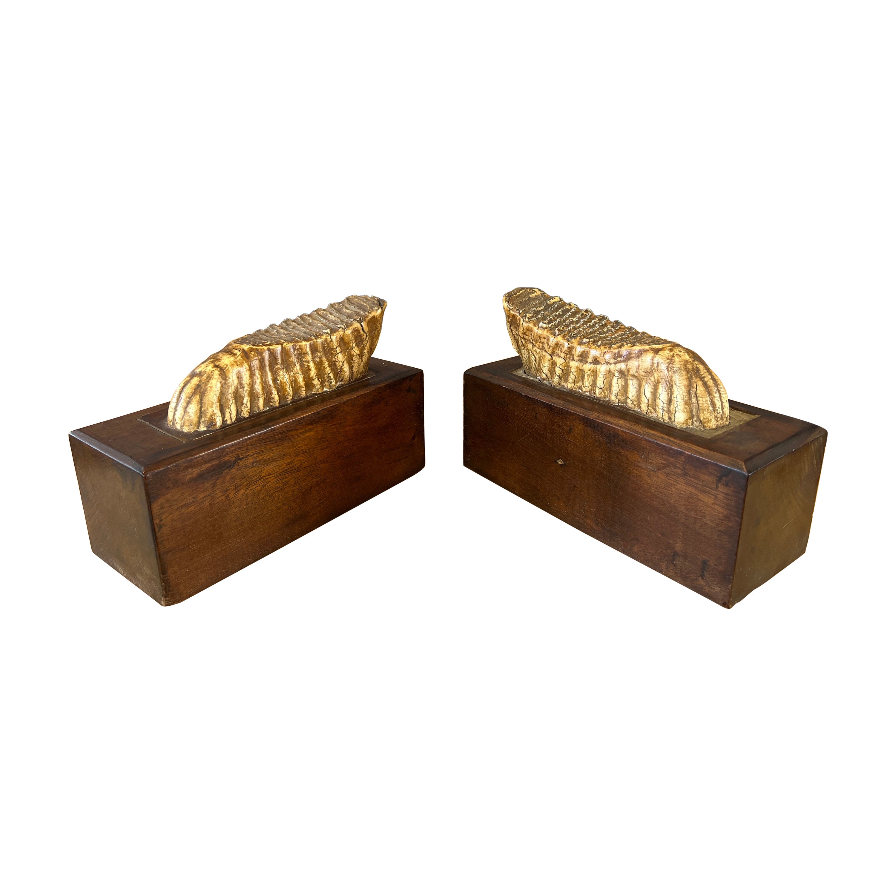 Pair of Impressive Mounted Woolly Mammoth Teeth Bookends For Sale