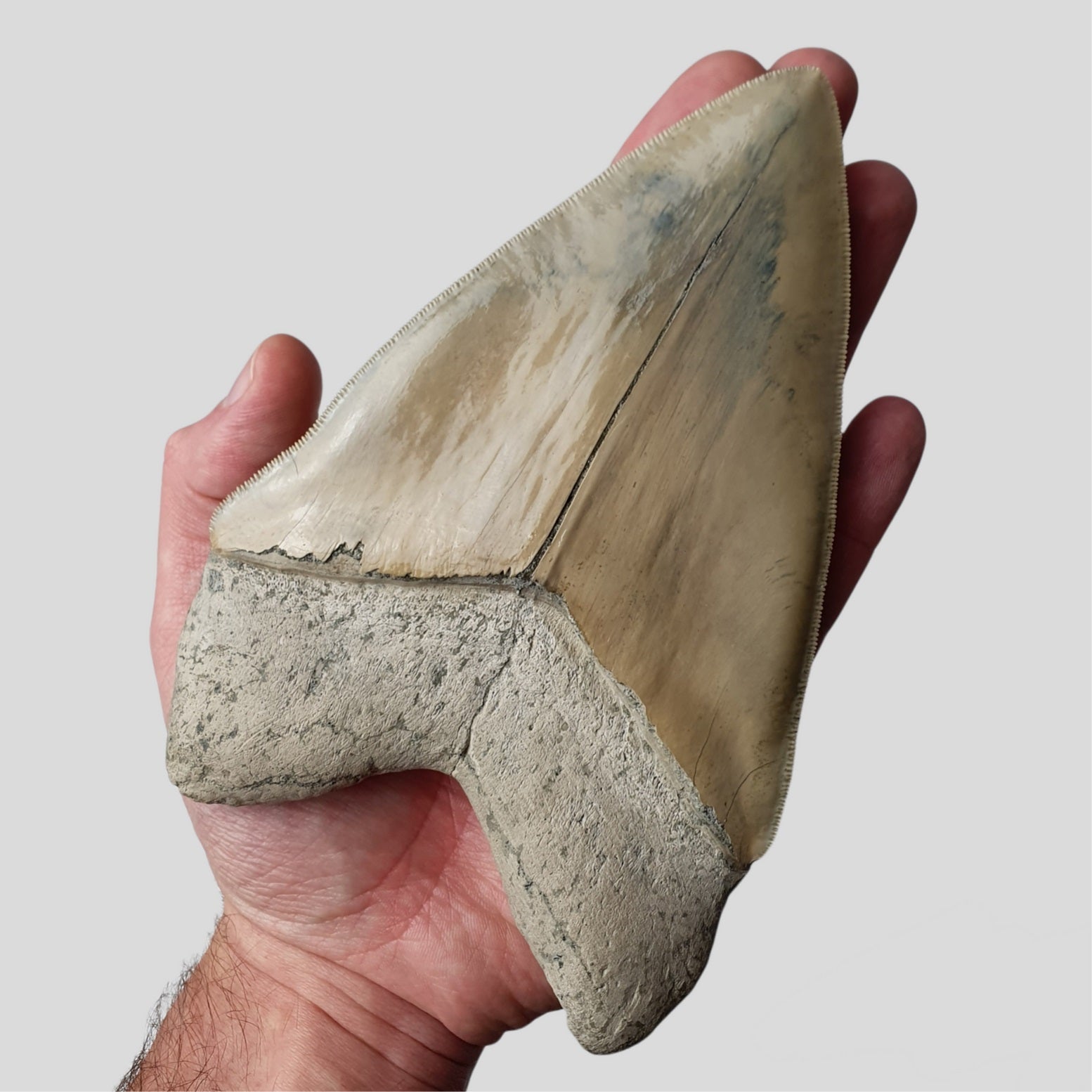 Extremely Large Flawless Megalodon Shark Tooth For Sale