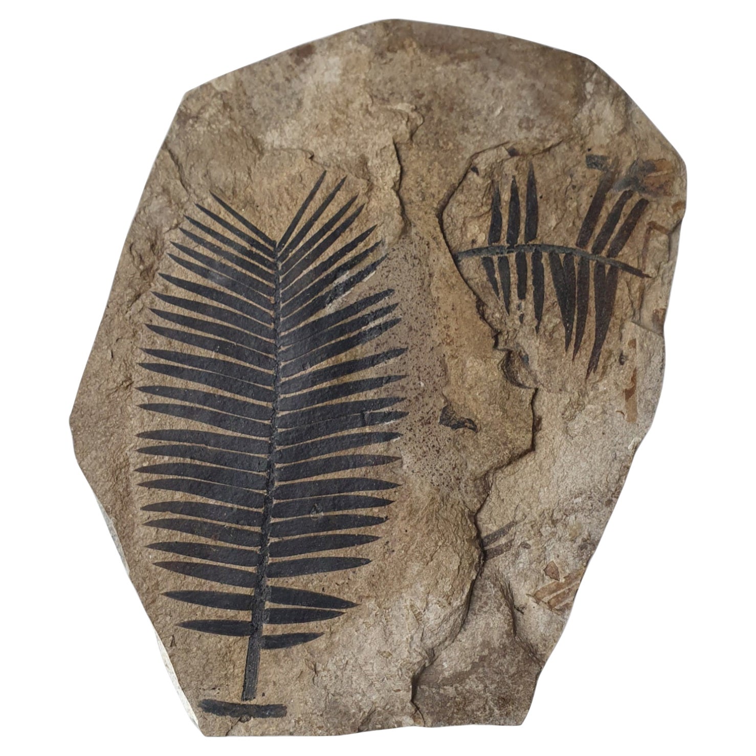 Incredibly Beautiful Fossil Leaves from the Jurassic Period For Sale
