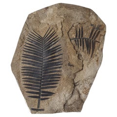 Incredibly Beautiful Fossil Leaves from the Jurassic Period