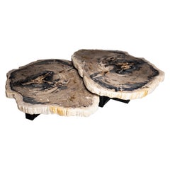 Paire de tables basses ou de centre de table en bois pétrifié avec base en métal noir