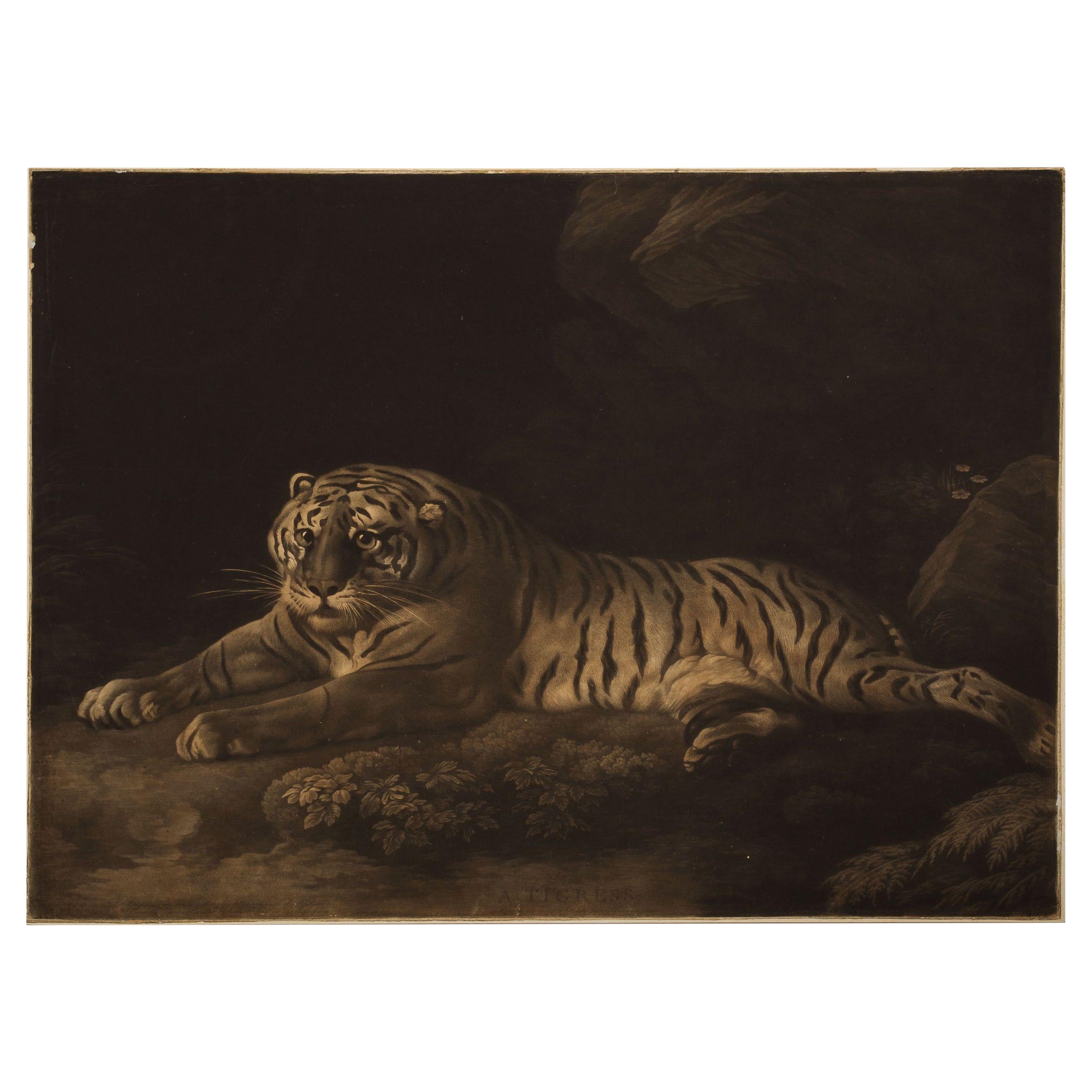 Rare Mezzotint Engraving "a Tigress" by John Murphy After George Stubbs, c.1798