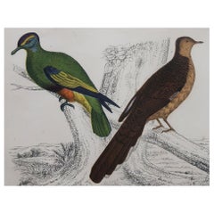 Original Antique Print of Pigeons, 1847 'Unframed'