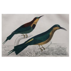 Original Antique Print of a Bee-Eater, 1847 'Unframed'