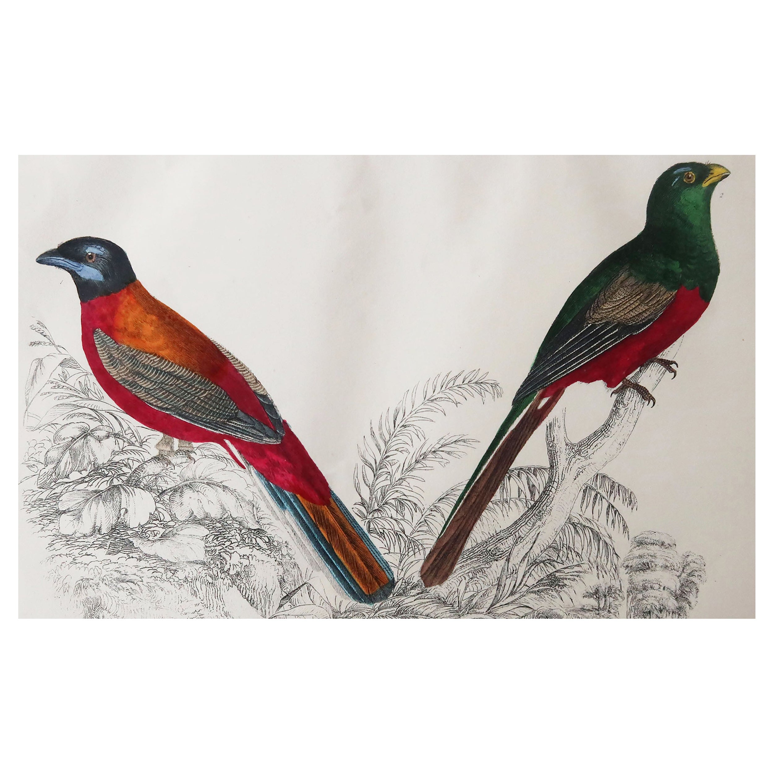 Original Antique Print of Trogons, 1847 'Unframed'