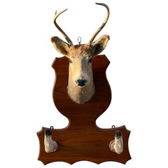 Vieille Taxidermie Tête de Cerf Montée