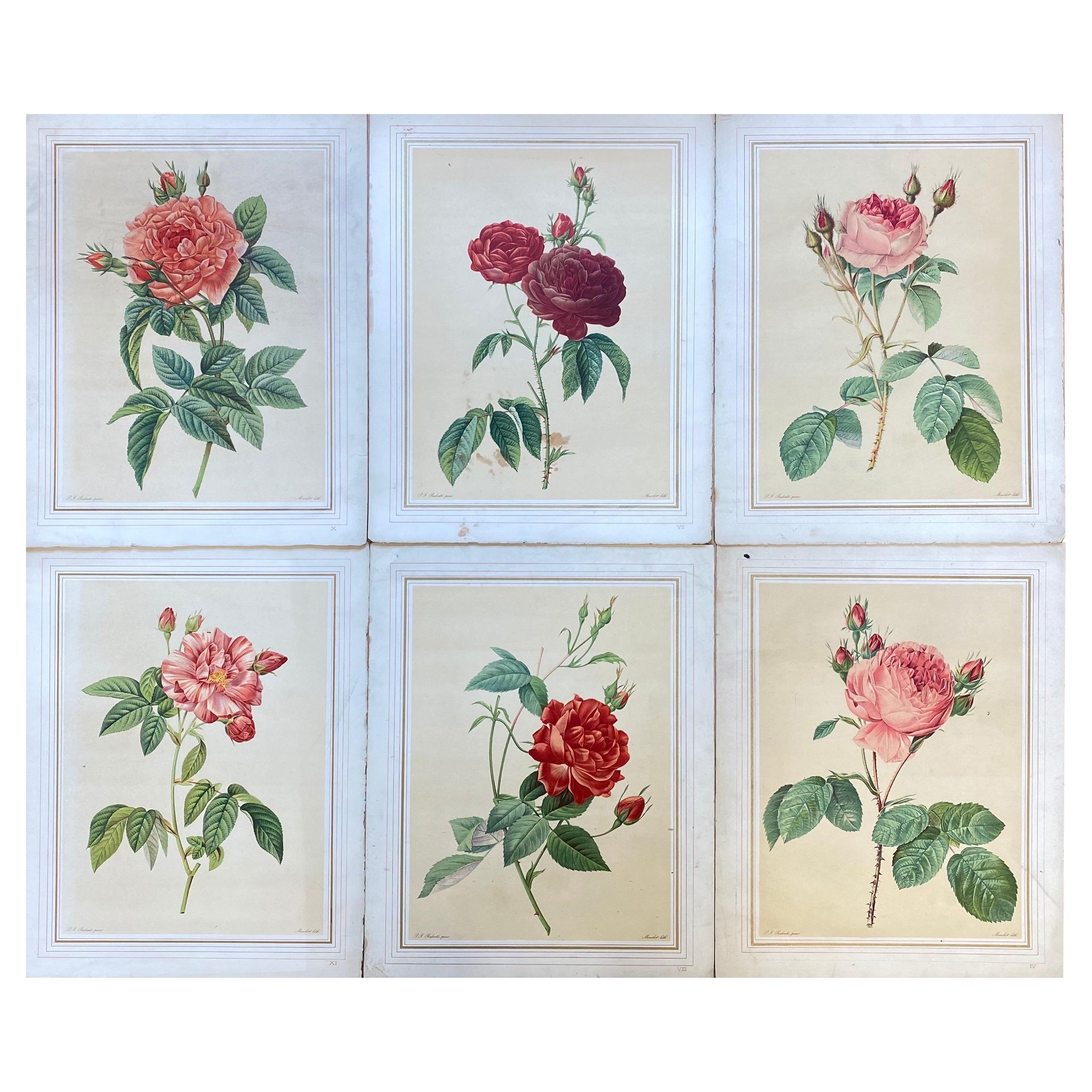 La Redoute French Vintage Set of 6 Roses Flower Prints, Ideal Interiors Set For Sale