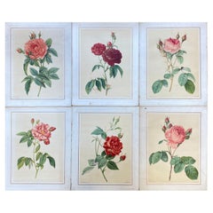 La Redoute French Vintage Set of 6 Roses Flower Prints, Ideal Interiors Set